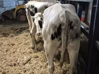 Krava, Russian Black pied cattle — foto 4