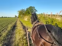 اسب نر, Nonius horse — عکس 1