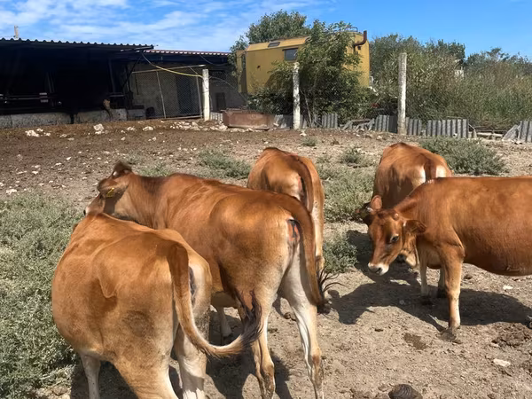 Mucca, Razza Jersey