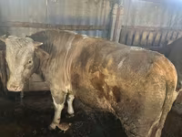 گاو نر, Simmental cattle — عکس 1