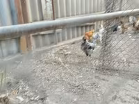Chickens — 照片 5
