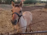 Kůň, Welsh Cob — foto 6