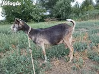 Capra, Capre — foto 4