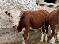 Býk, Kazachská bílá hlava kráva — foto 6