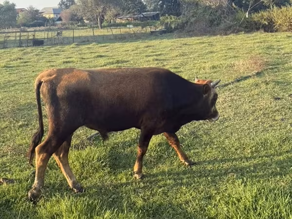 Lembu jantan, Cattle