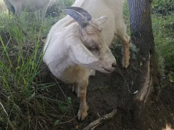 بز ماده, Alpine goat