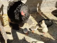 Brahma — foto 1