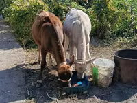 Mucca, Razza Alataus — foto 1