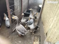 Geese — Foto 2