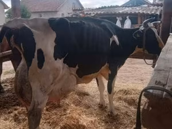 Bulle, Limousin-Kuh
