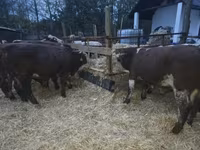 Bulle, Simmental cattle — Foto 1