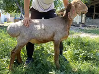 Beran, Arashan sheep — foto 1