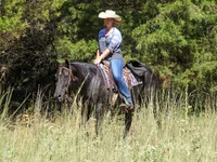 Kuda betina, Quarter Horse — foto 8