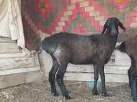 Pecora, Pecore — foto 2