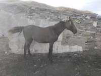 ม้า (เป็นล็อต, ไม่ระบุเพศ), Horse breed — รูปภาพ 2