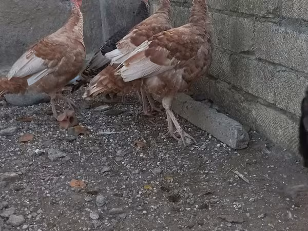 قرمز بوربون