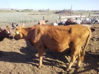 Krowa, Simmental cattle — zdjęcie 1