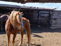 ፈረስ, Horses — ፎቶ 5