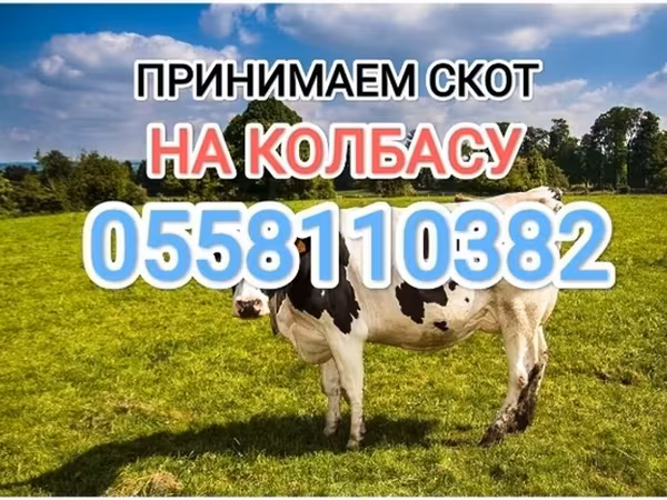 Holsteinras