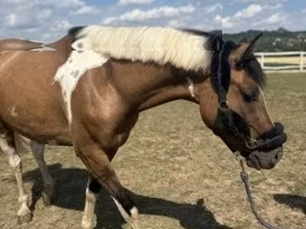 Cavallo, Cavalli