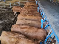 Mucca, Mucca limousine — foto 2