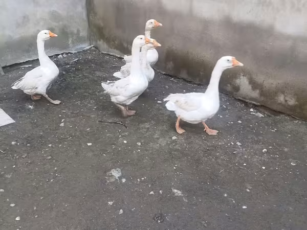 Geese