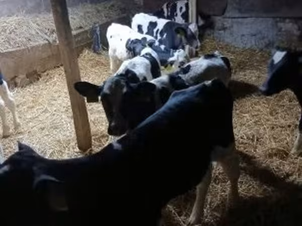 Bou, Russian Black pied cattle