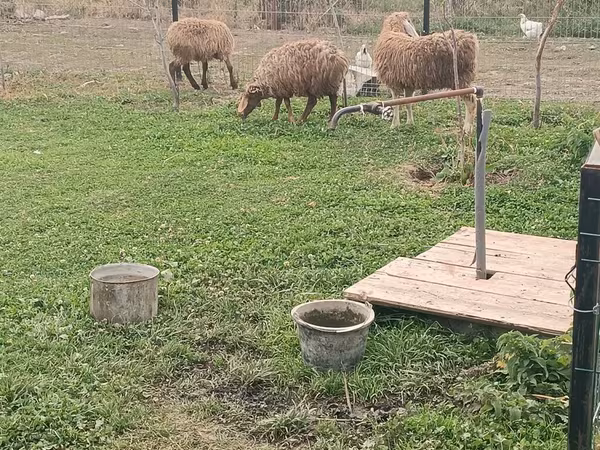 Biri-biri betina, Sheep