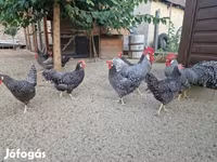 Chickens — รูปภาพ 6