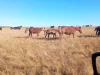مادیان, Horse breed — عکس 8