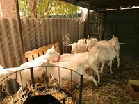 Kambing betina, Pomellata goat — foto 2