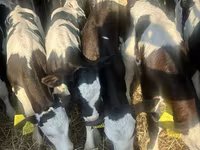소(암수 미지정, 묶음), Russian Black pied cattle — 사진 3