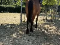 公马, Horses — 照片 3