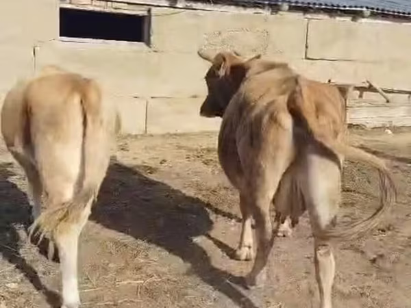 Koe, Latvian Blue cattle