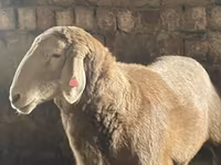 Baran, Arashan sheep — zdjęcie 1