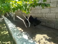 Australorp — foto 1