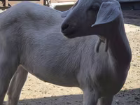 بز ماده, Saanen goat — عکس 1