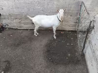 بکرا, Saanen goat — تصویر 1
