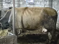 Vacă, Bovine — foto 1