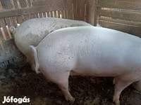 Babi hutan, Pigs — foto 2
