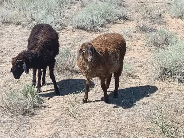 Vædder, Edilbay sheep