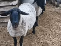 Berbec, White Suffolk sheep — foto 3