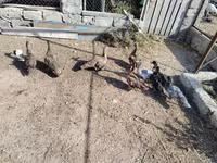 Ducks — รูปภาพ 1