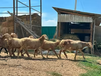 የጎትት አውራ በግ, Arashan sheep — ፎቶ 2