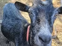 Ri’ dhaddig, Goats — sawirka 5