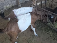 بز ماده, Nubian Goat — عکس 5