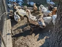 Ducks — Foto 2
