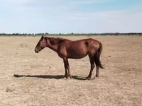 Kuda betina, Horses — foto 1