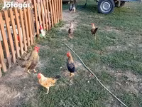 Chickens — foto 3
