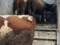 Mucca, Bovini — foto 1